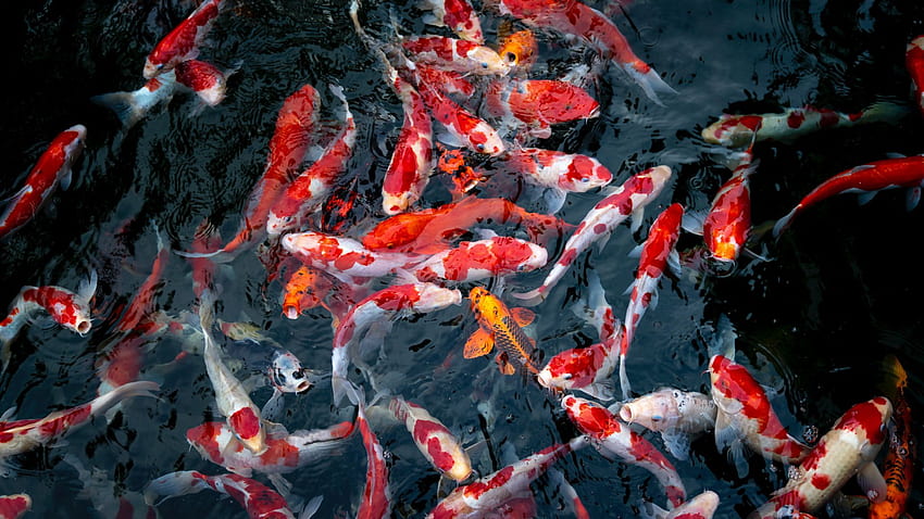 Shoal Of Orange Koi In Dark Water - Fish -, Live Koi Fish HD wallpaper