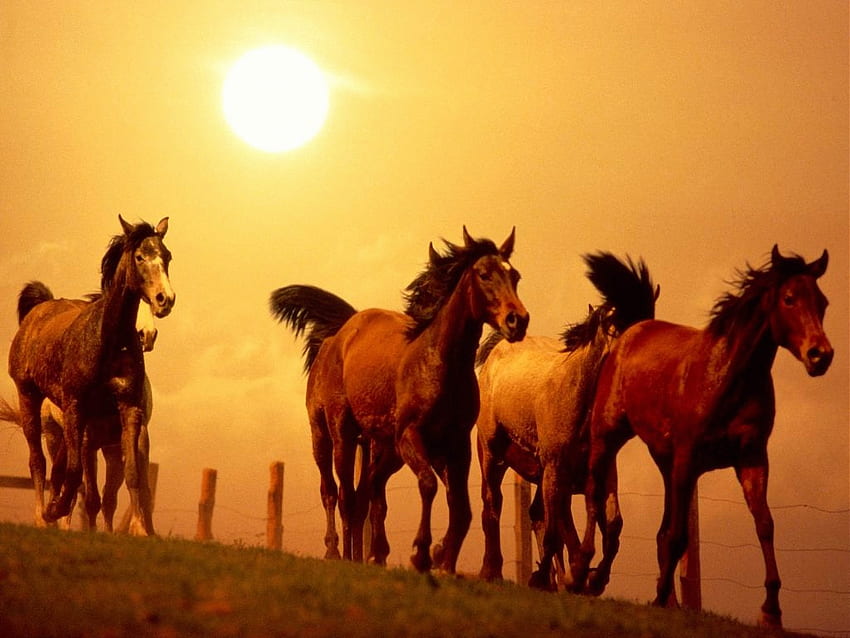 動物, 日没, 馬, 走る, 実行中 高画質の壁紙
