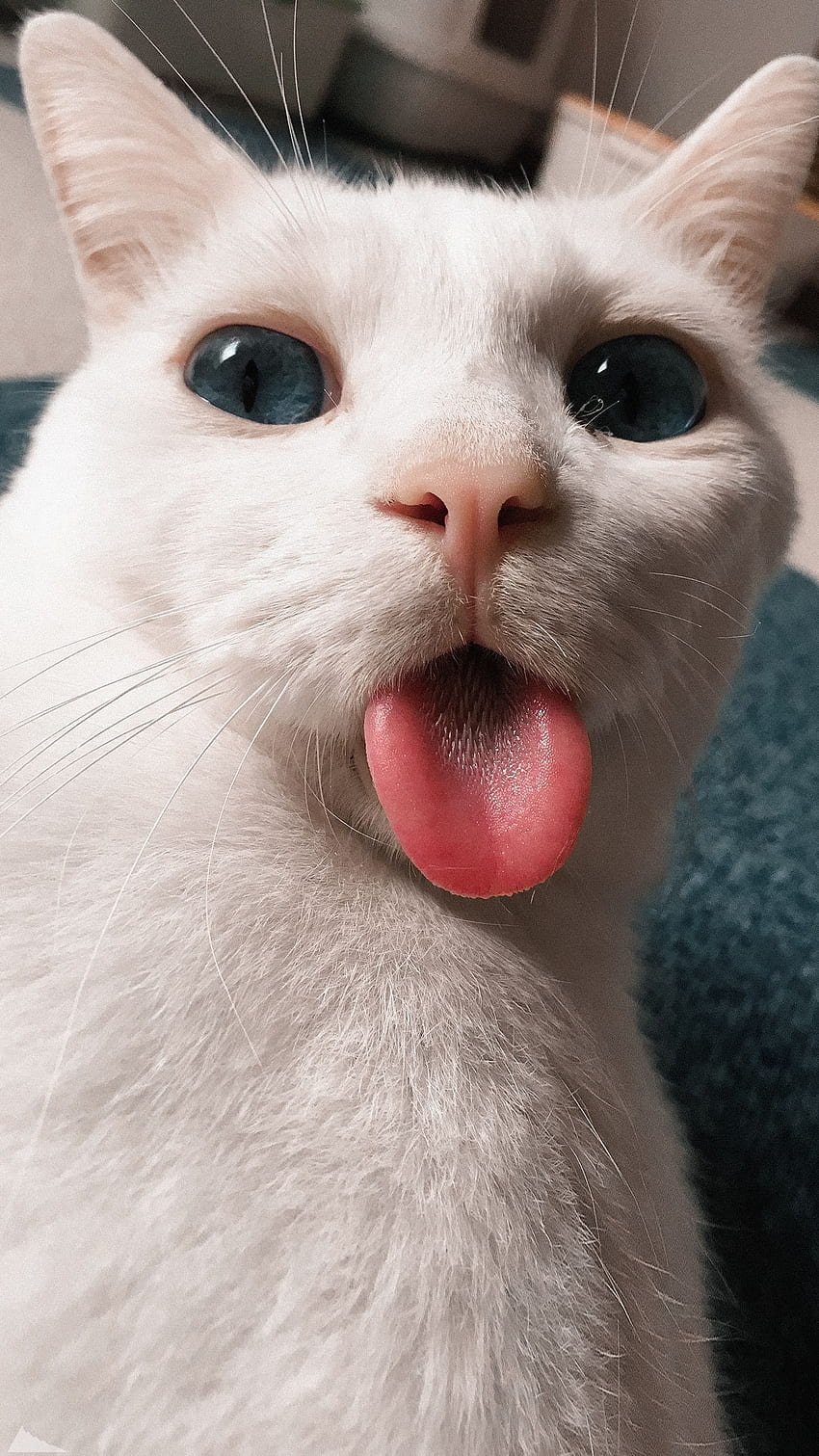 cute cat . Cute cat, Weird Cat HD phone wallpaper