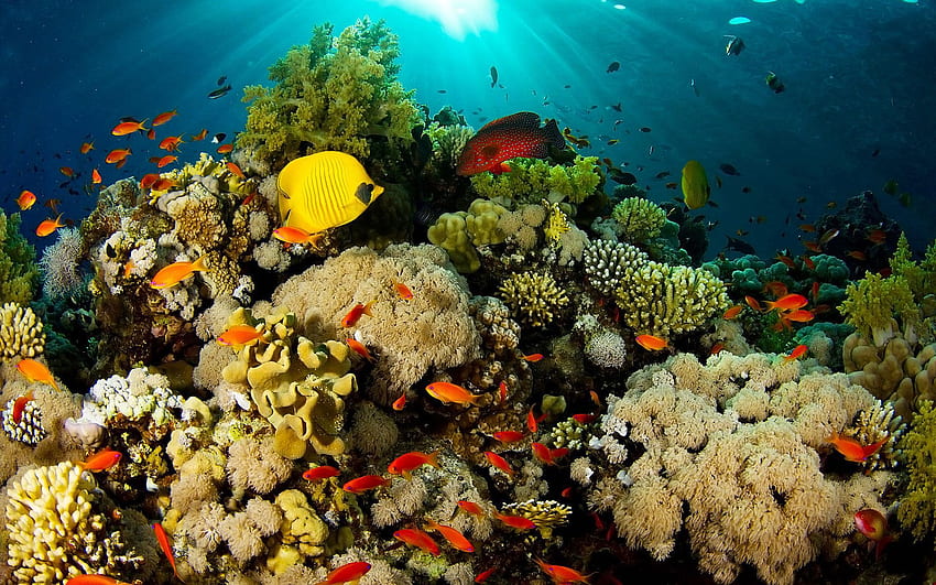 Most Beautiful Coral Reef Nature . Resor, Havet HD wallpaper | Pxfuel