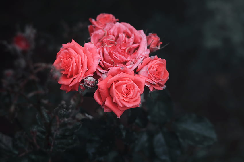 Blumen, Rosen, Busch, Knospen HD-Hintergrundbild