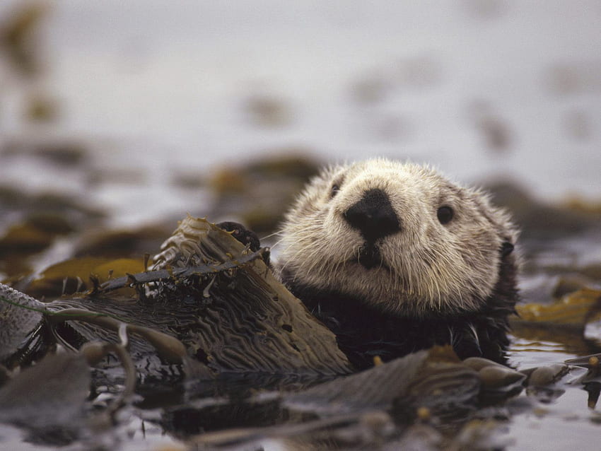 Baby Sea Otters. otter , animal , otter , . Sea otter, Otters, Wild animals, Cute Sea Otter HD wallpaper