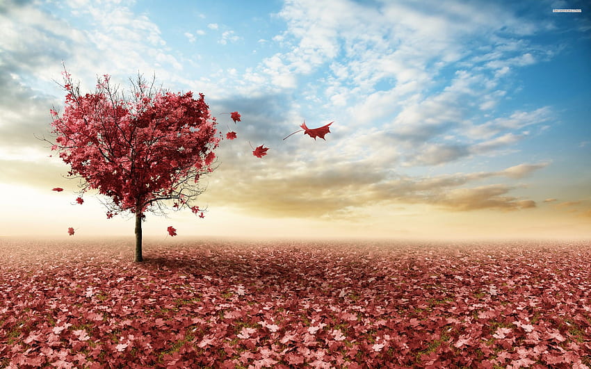 Heart shaped autumn tree HD wallpaper
