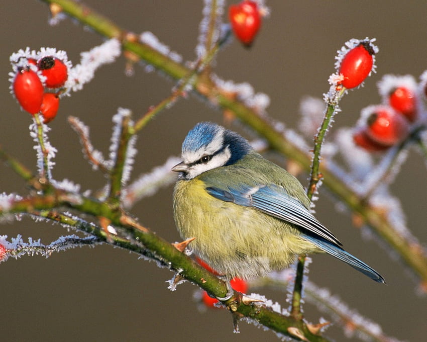 Common Blue Tit, blue, animal, frost, crystals, bird, tit, berries, fruit, trees HD wallpaper