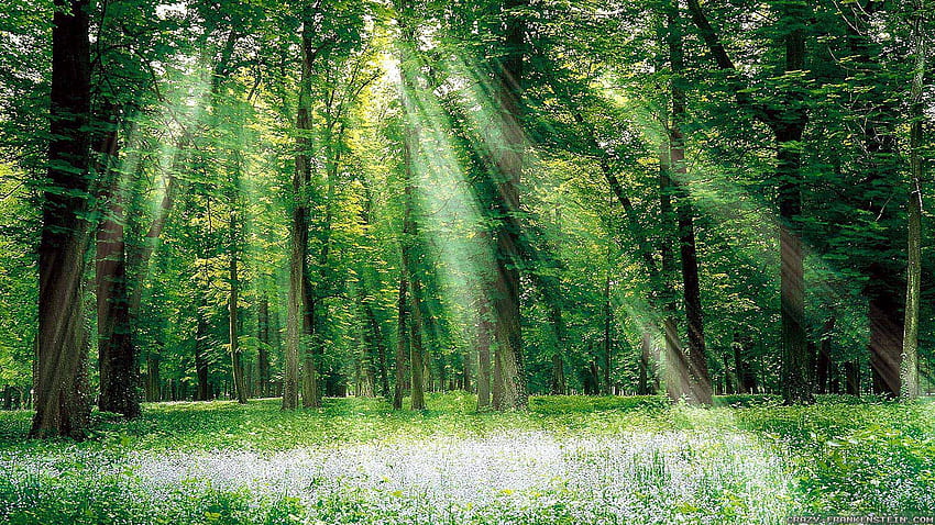ป่าธรรมชาติ ป่าฤดูร้อน วอลล์เปเปอร์ HD