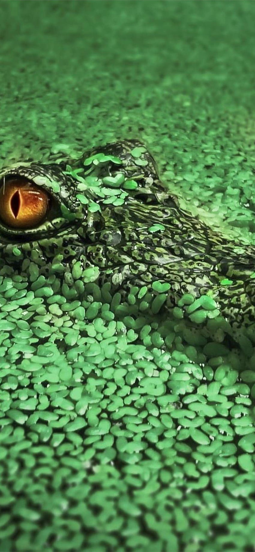 Best Crocodile iPhone, Cute Alligator HD phone wallpaper