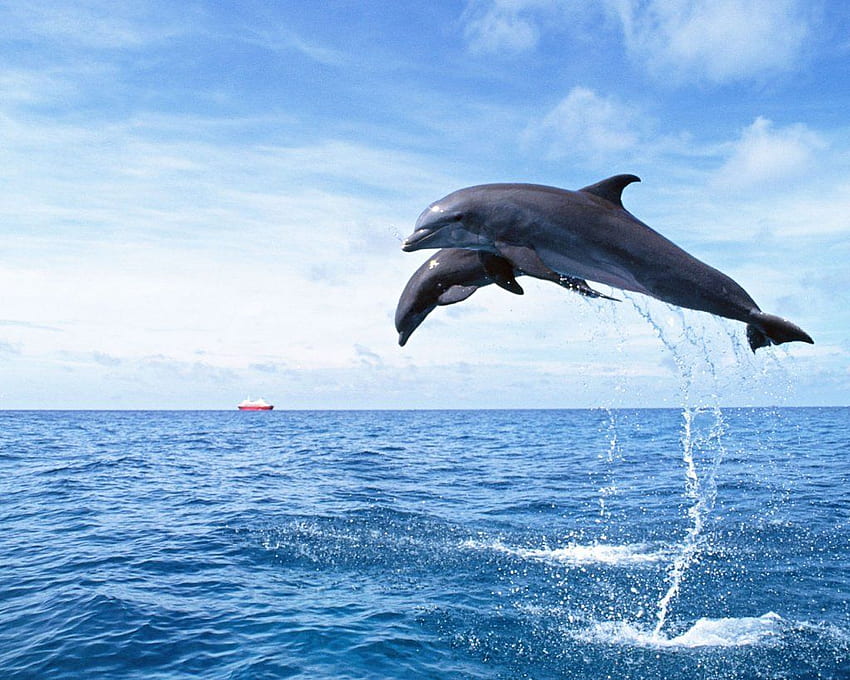 Dolphins – Animals with longest social memory. Take a Quick Break