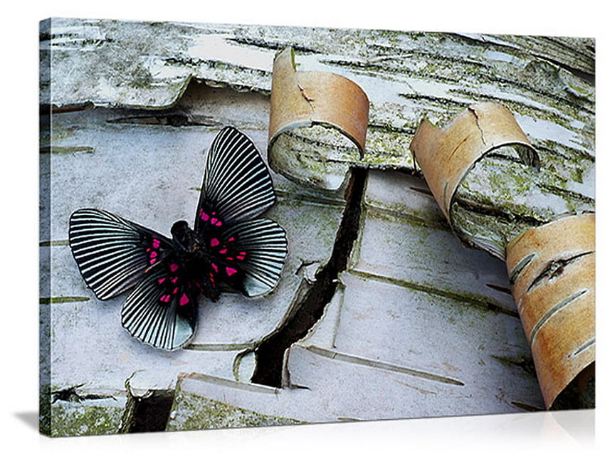 farfalla, bianco, betulla, nero Sfondo HD