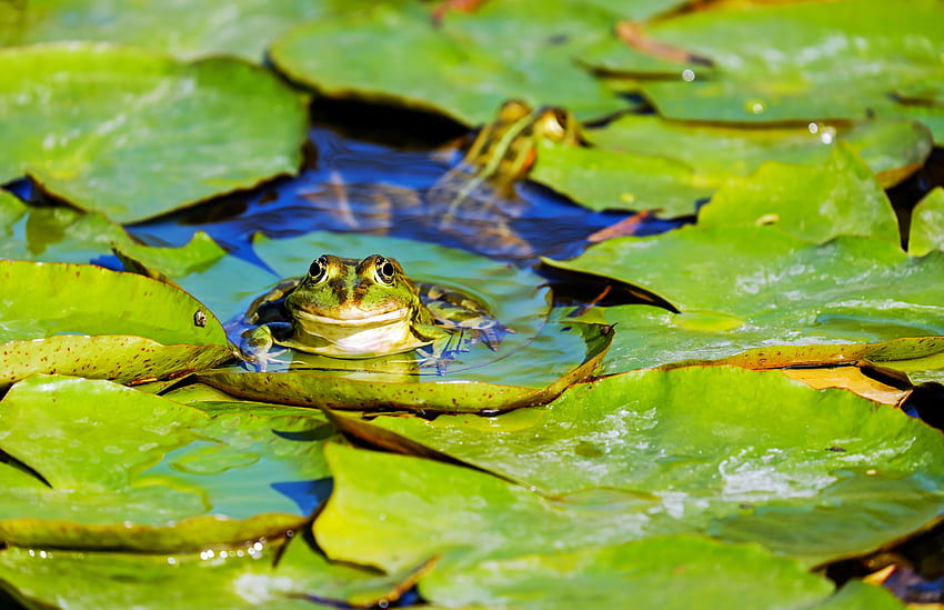 Green Frog on a Lily Pad Ultra . Background HD wallpaper