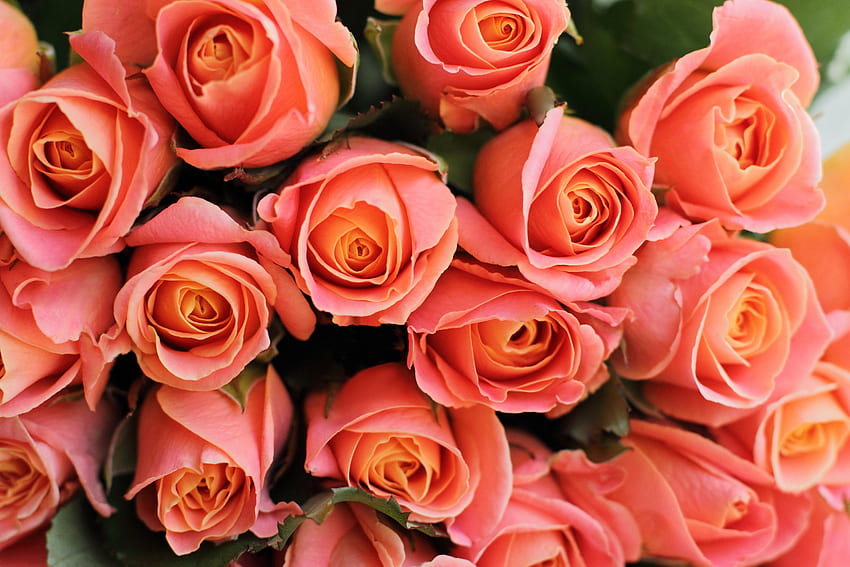 花, バラ, ピンク, サンゴ, 花束, プレゼント, ギフト, ロマンチック 高画質の壁紙