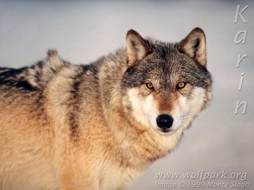 Loup gris !!!!, loups des bois, loups gris, loups, animaux, neige, chiots, nature Fond d'écran HD