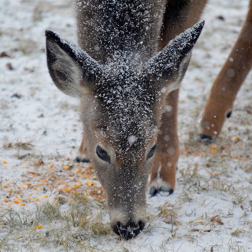 Deer Snow Winter Ipad Air Ipad Air 2 Ipad 3 Ipad 4 Ipad Mini 2 Ipad Mini 3 Ipad Mini 4 Ipad Pro 9 7 For Parallax Background Hd Phone Wallpaper Pxfuel