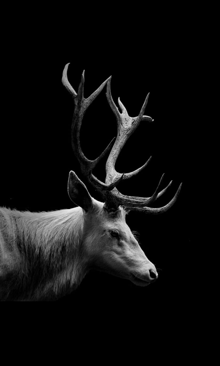 moose, Black Deer HD phone wallpaper