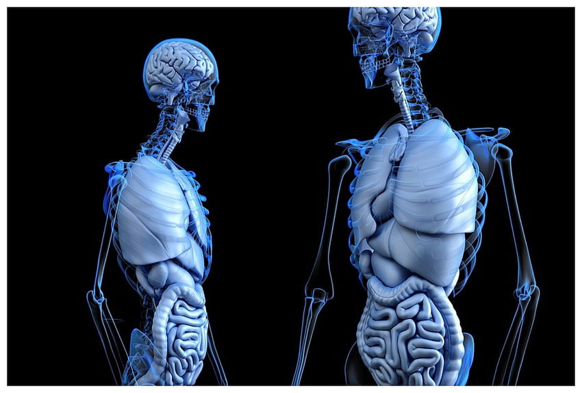 Human Anatomical Anatomy Body Medical . 9, Anatomy 3D HD wallpaper