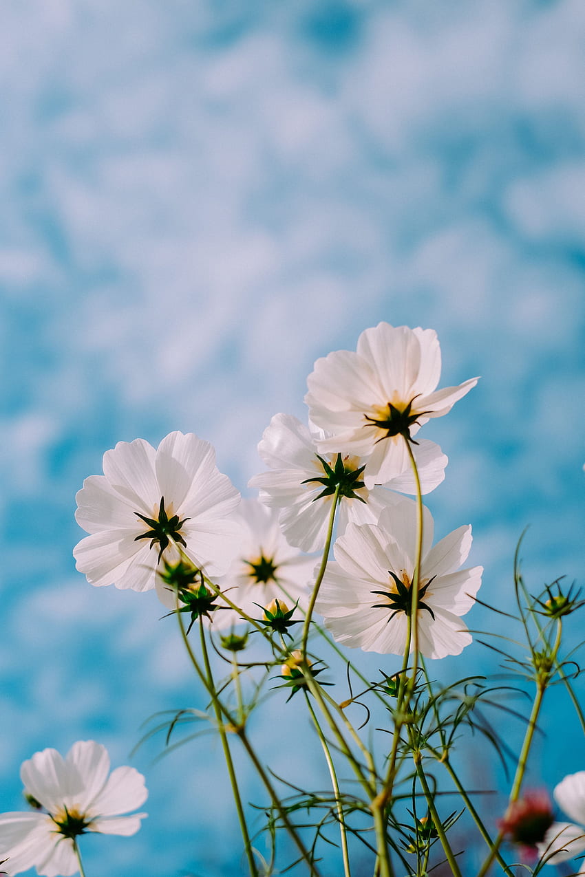 Blumen, Himmel, Sommer, Blütenblätter, Kosmeya, Kosmos HD-Handy-Hintergrundbild