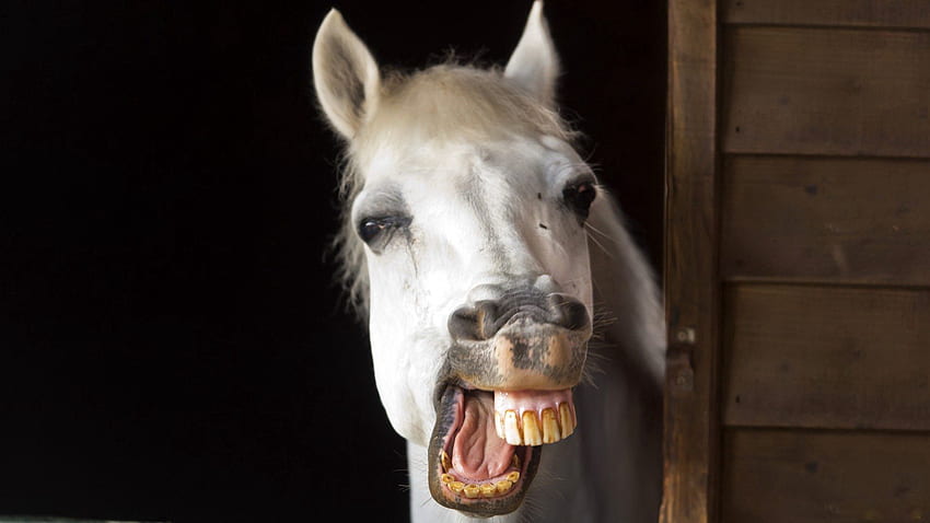 Animals, Smile, Mane, Horse, Teeth, Jaw HD wallpaper