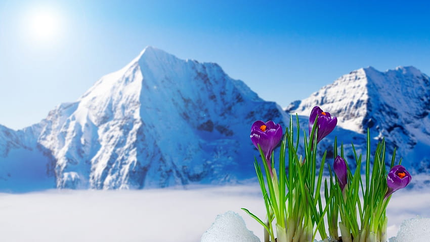 Crocus su Snowy Mountain, crocus, neve, natura, primavera, montagna Sfondo HD