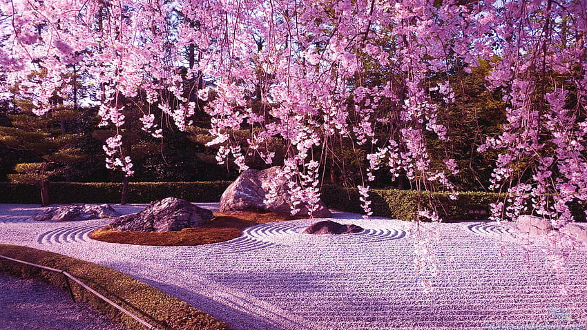 Cherry Blossom, Cherry Tree HD wallpaper