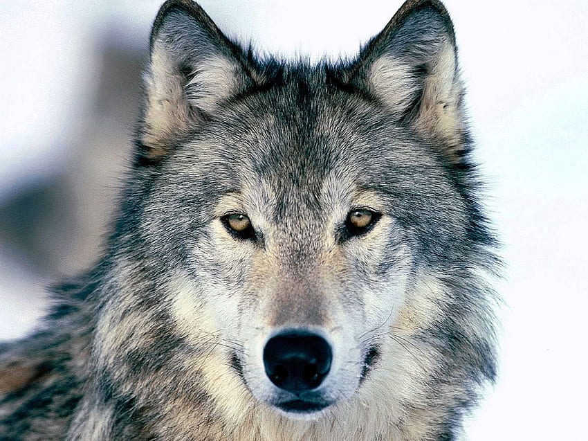 Lobo Lobo de alta resolução .wolf .pro papel de parede HD