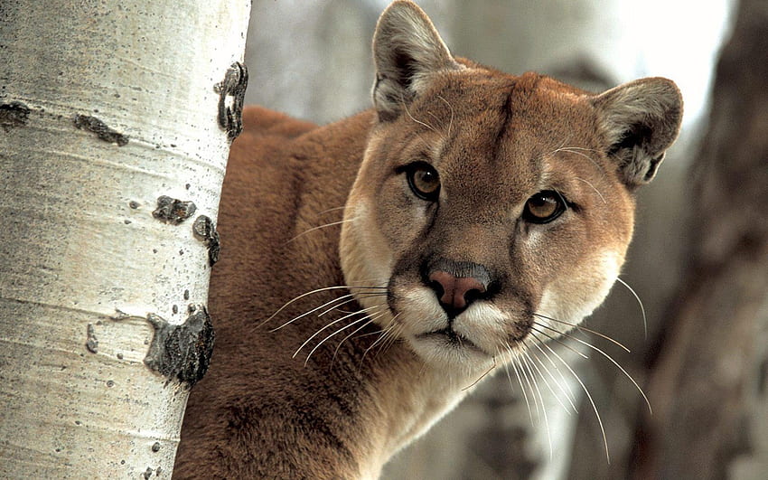 Hello There, animal, cougar, face, beauti, cat HD wallpaper