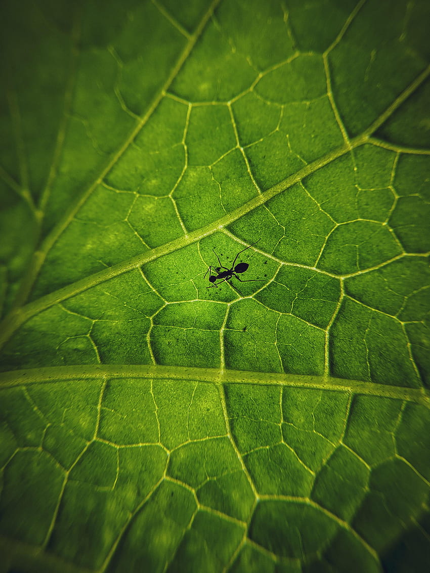 Animals, Macro, Sheet, Leaf, Insect, Ant, Veins HD phone wallpaper