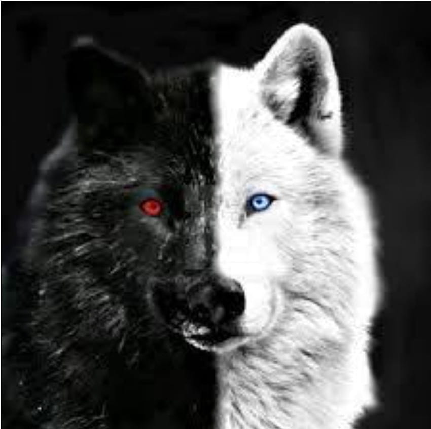 ꜱᴀꜱꜱʏ«. Wolfsaugen, Wolf mit roten Augen, Wolfsmalerei, schwarzer Wolf mit roten Augen HD-Hintergrundbild