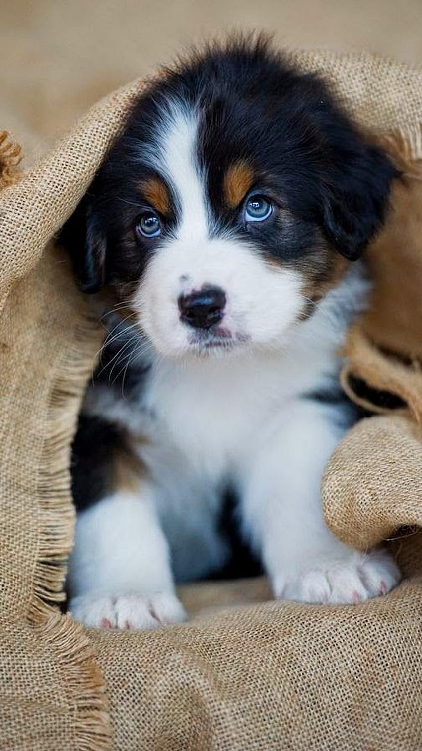 Cute Dog, Adorable Puppy Breed HD phone wallpaper