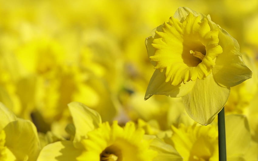 Yellow Daffodils, flowers, daffodils, yellow, bright HD wallpaper
