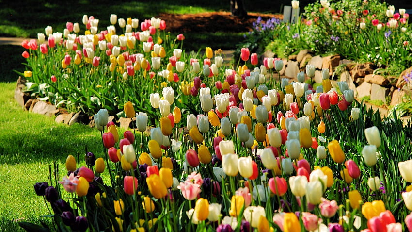 natureza, flores, tulipas, canteiro de flores, canteiro de flores papel de parede HD