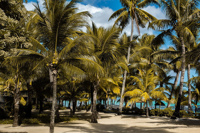 Natura, Spiaggia, Palme, Tropici, Mauritius Sfondo HD