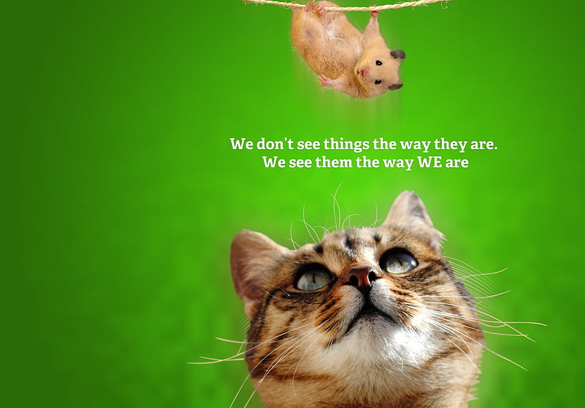 animal, mouse, pisici, green, face, funny, hamster, cat, pet HD wallpaper |  Pxfuel