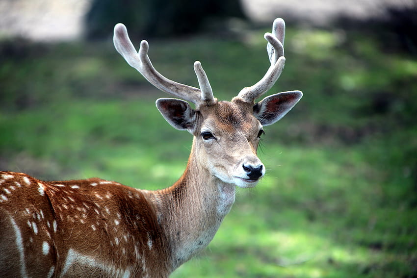 Animals, Grass, Deer, Small, Horns HD wallpaper