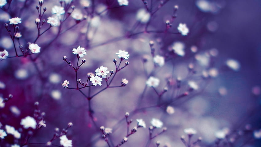 Фон с лилаво цвете, лилави цветя HD тапет