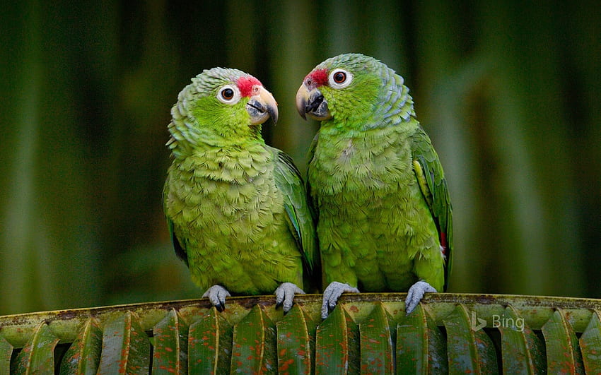 Parrots, birds, animals, green HD wallpaper
