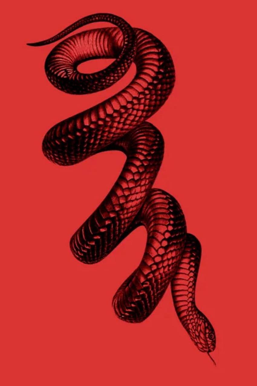 붉은 뱀, 검정과 빨강 뱀 HD 전화 배경 화면