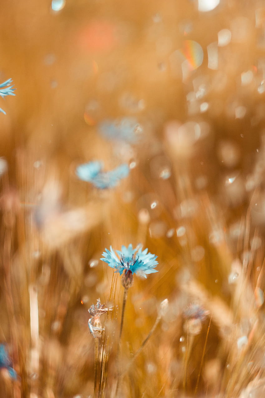 Blume, Makro, Unschärfe, glatt, Feld, Kornblume HD-Handy-Hintergrundbild
