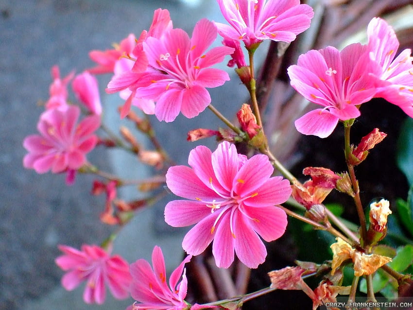 Jasmine Flowers, pink, petals, nature, flowers, jasmine, macro HD wallpaper
