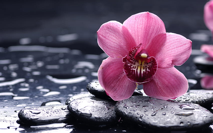Blütenblatt, Blume, Rosa, Pflanze, blühende Pflanze, Frühling, Stillleben-Grafik, Blüte, Spiegelung, Grafik HD-Hintergrundbild
