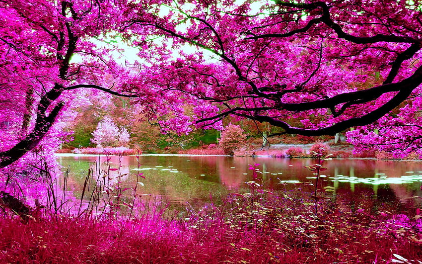 Розова зеленина на дървета край река, клонки, листа, езерце, дървета, пейзаж, вода, розово, езеро, листа, река, клони HD тапет