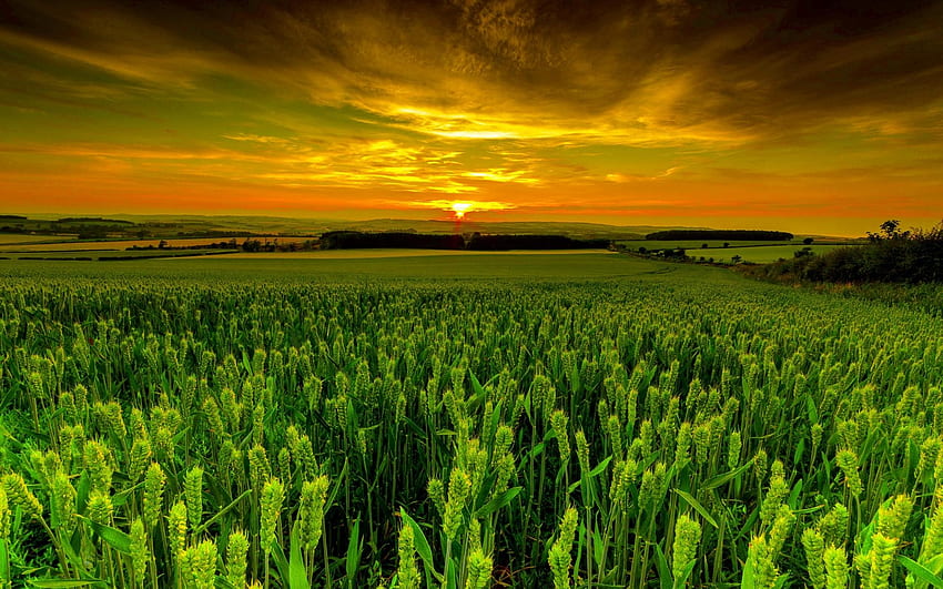 Зелено пшенично поле при залез, поле, пшеница, зелено, небе, природа, залез HD тапет