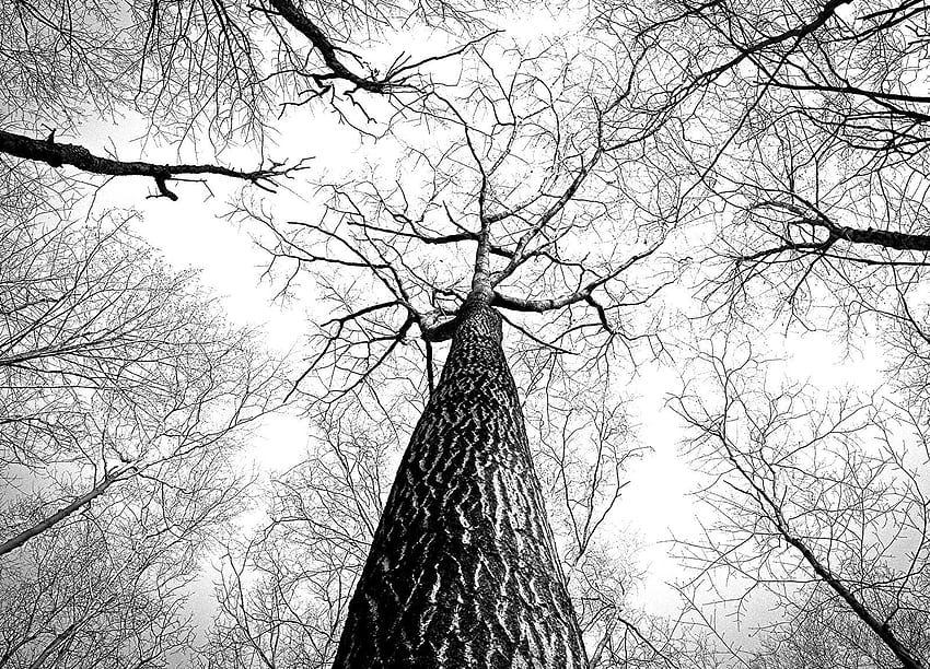 Czarno-biały, gałęzie, drzewo, wysoki, skala szarości, monochromatyczny, czarno-biały panoramiczny, jednokolorowy Wallpap - fajne czarno-białe drzewo Tapeta HD