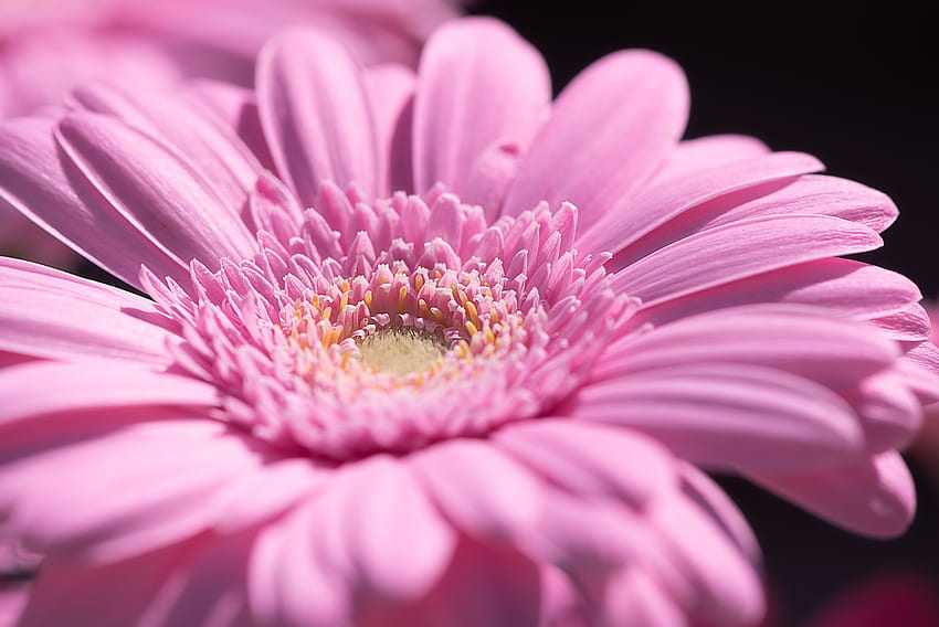 Pollen, pink, Gerbera, close up HD wallpaper