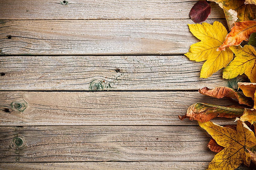 Những chiếc tấm gỗ sạch sẽ với những bức tranh lá rực rỡ với sắc màu thu. Hãy thưởng thức những hình ảnh tuyệt đẹp này để cảm nhận được những cảm xúc của mùa thu.
