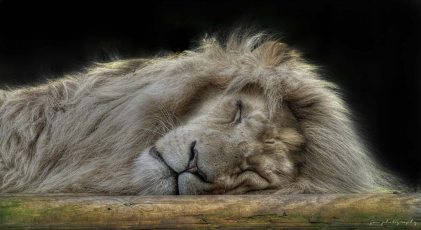 สัตว์ ปุกปุย ปากกระบอกปืน สิงโต นักล่า แมวตัวใหญ่ การนอนหลับ ความฝัน วอลล์เปเปอร์ HD