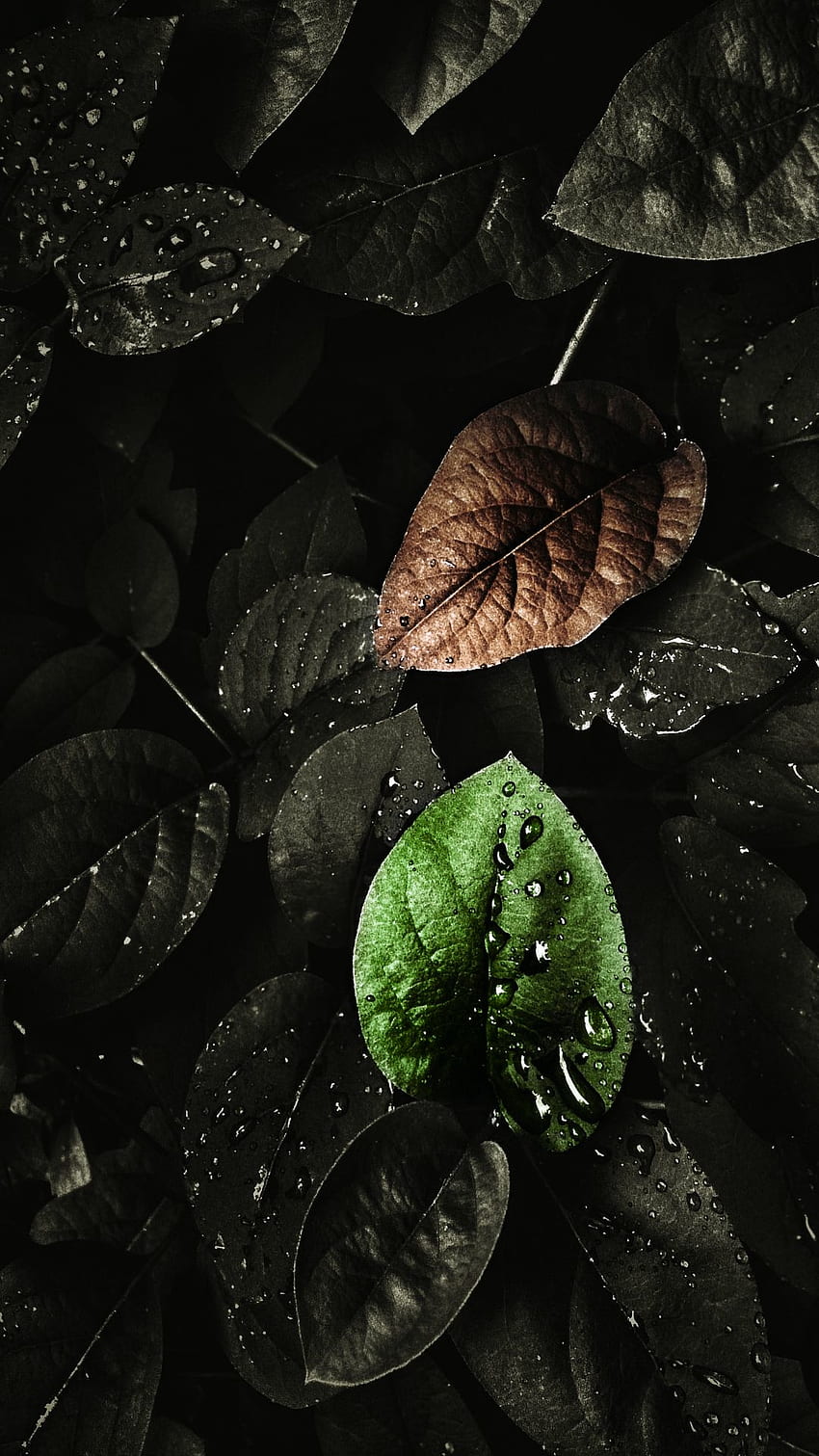 젖은 나뭇잎, 비, 물방울, 검정 HD 전화 배경 화면
