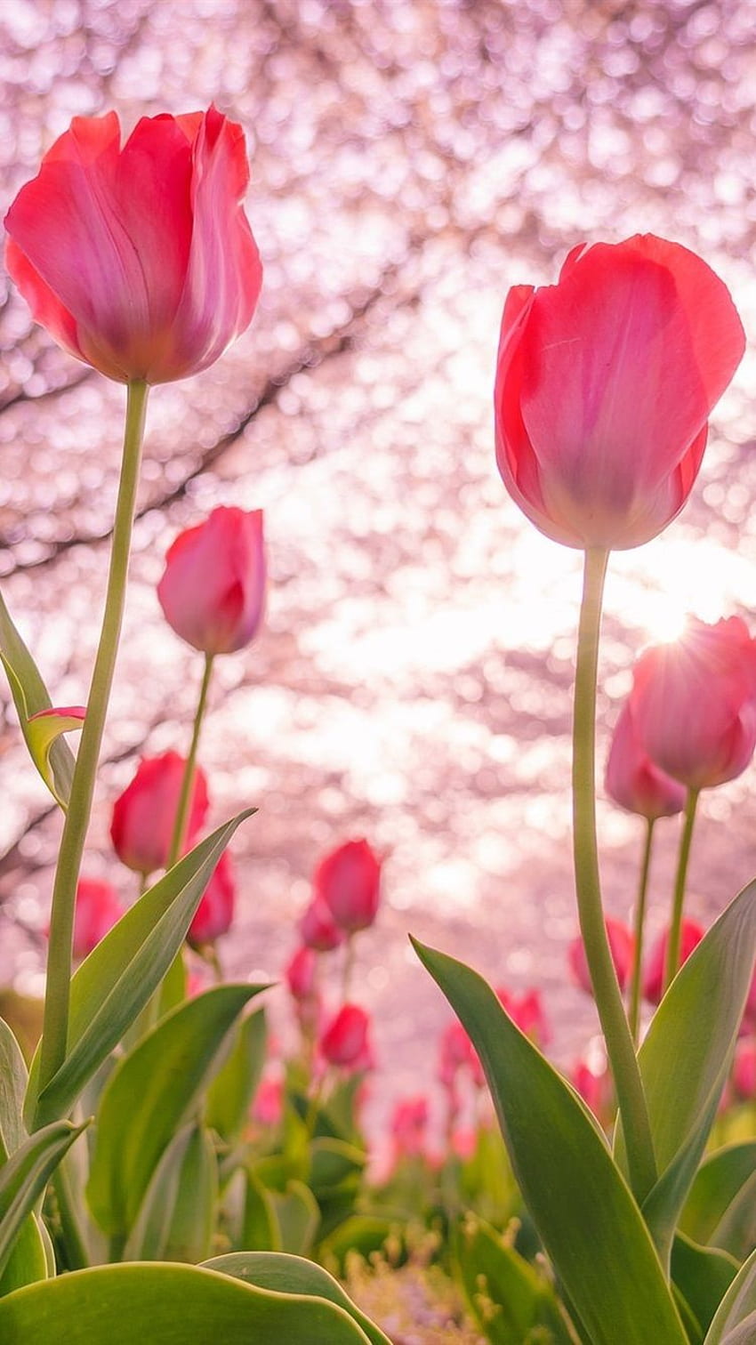 iPhone de tulipán, tulipán rosa fondo de pantalla del teléfono