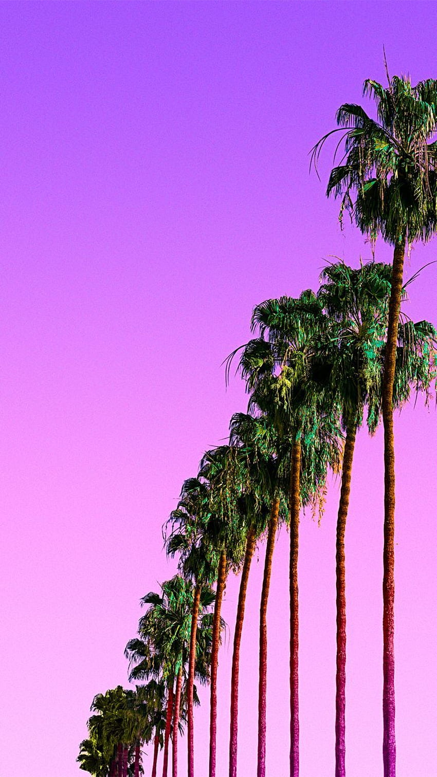 Pin em iPhone, Purple Palm Tree HD phone wallpaper