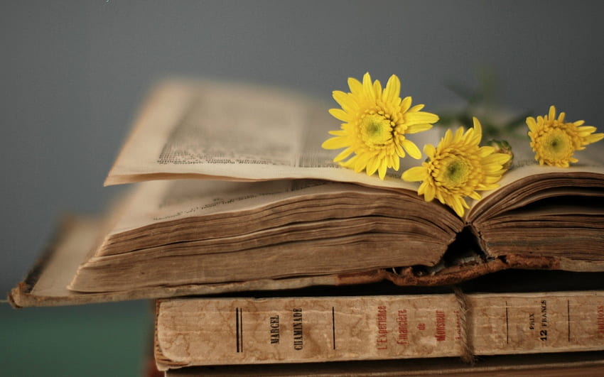 yellow flowers on the old book this miraculous is taken from the [] for your , Mobile & Tablet. Explore The Yellow Book, Flowers Books PC HD wallpaper