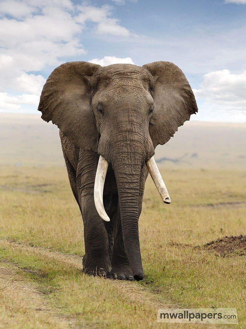 Éléphant - Éléphant d'Afrique Haute Résolution Fond d'écran de téléphone HD