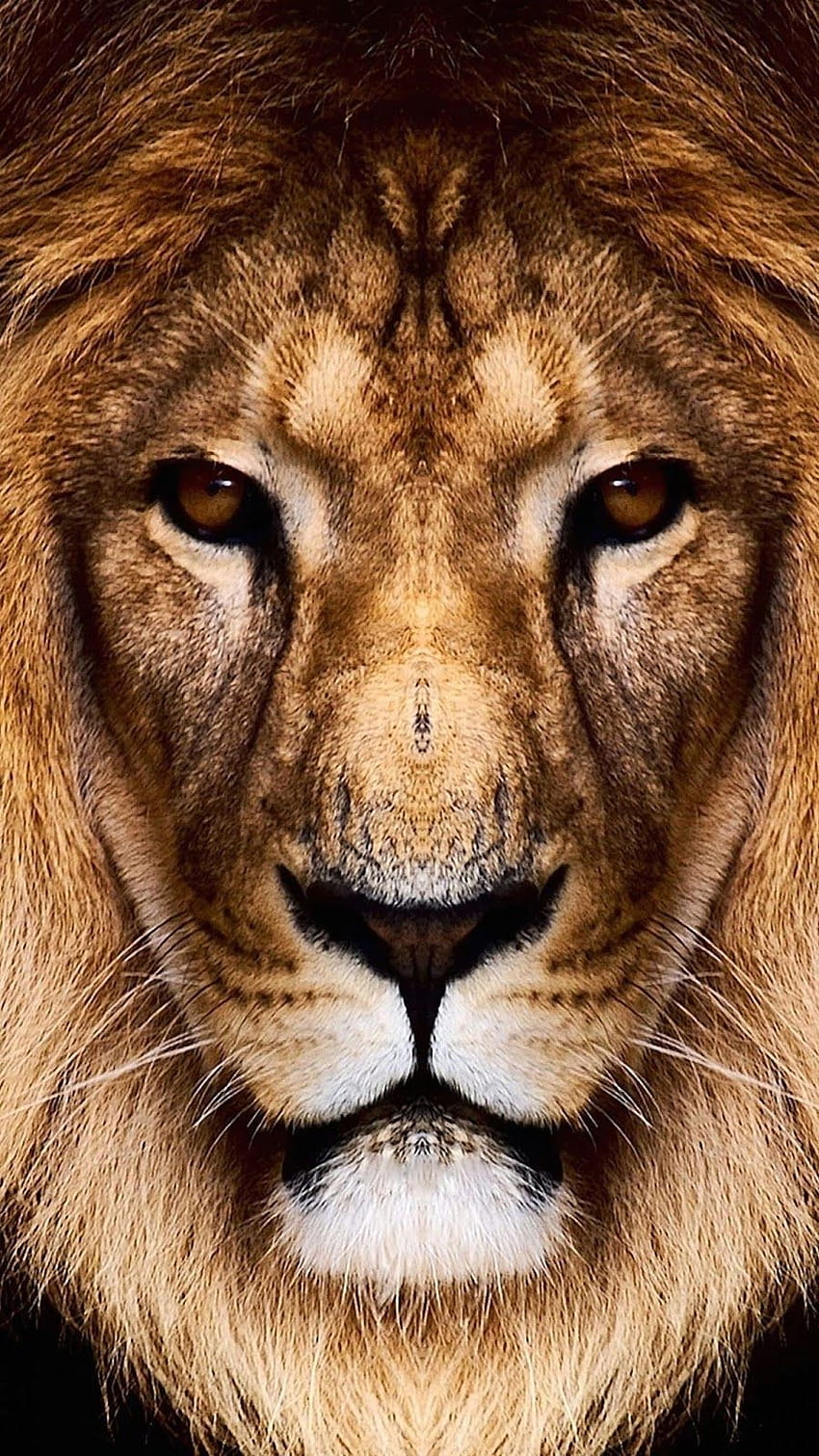 Strong Lion . Lion , Lion , Lion HD phone wallpaper